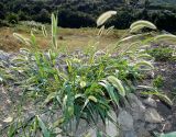 Setaria viridis