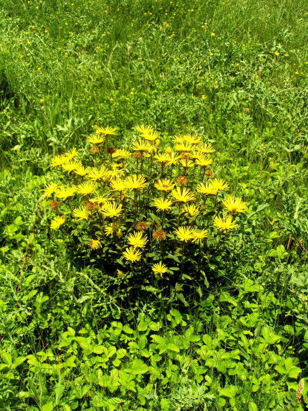 Image of Inula hirta specimen.