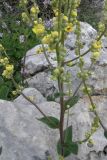 Verbascum marschallianum. Часть стебля с листьями и цветами. Крым, Бабуган-Яйла. 1 июля 2009 г.