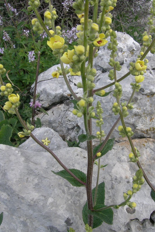 Изображение особи Verbascum marschallianum.