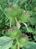 Arctium lappa