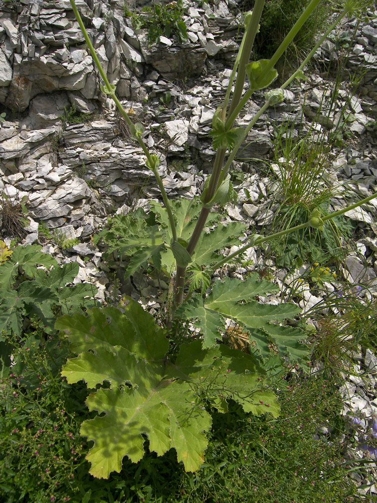 Image of genus Heracleum specimen.