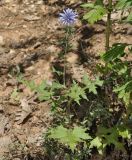 Echinops bannaticus