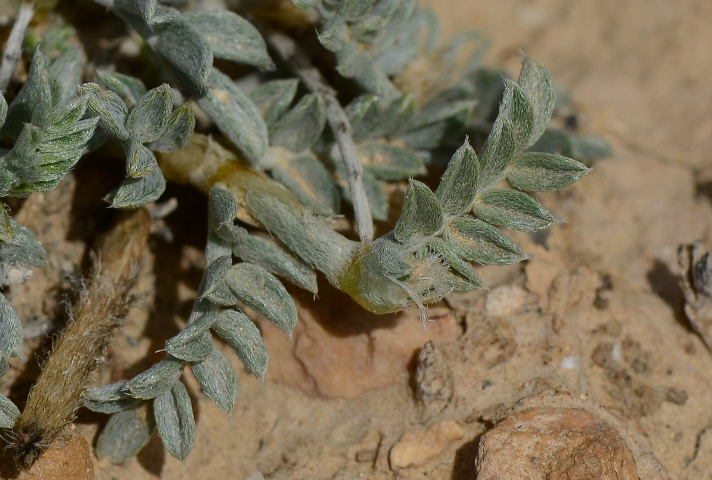 Изображение особи Astragalus amalecitanus.