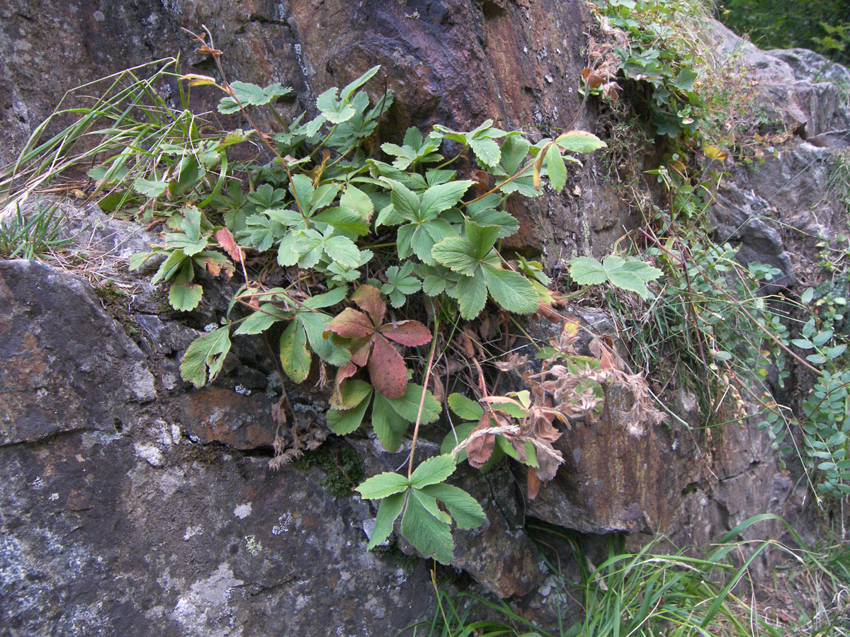 Изображение особи Potentilla brachypetala.