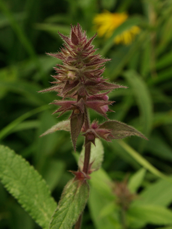 Изображение особи Stachys palustris.