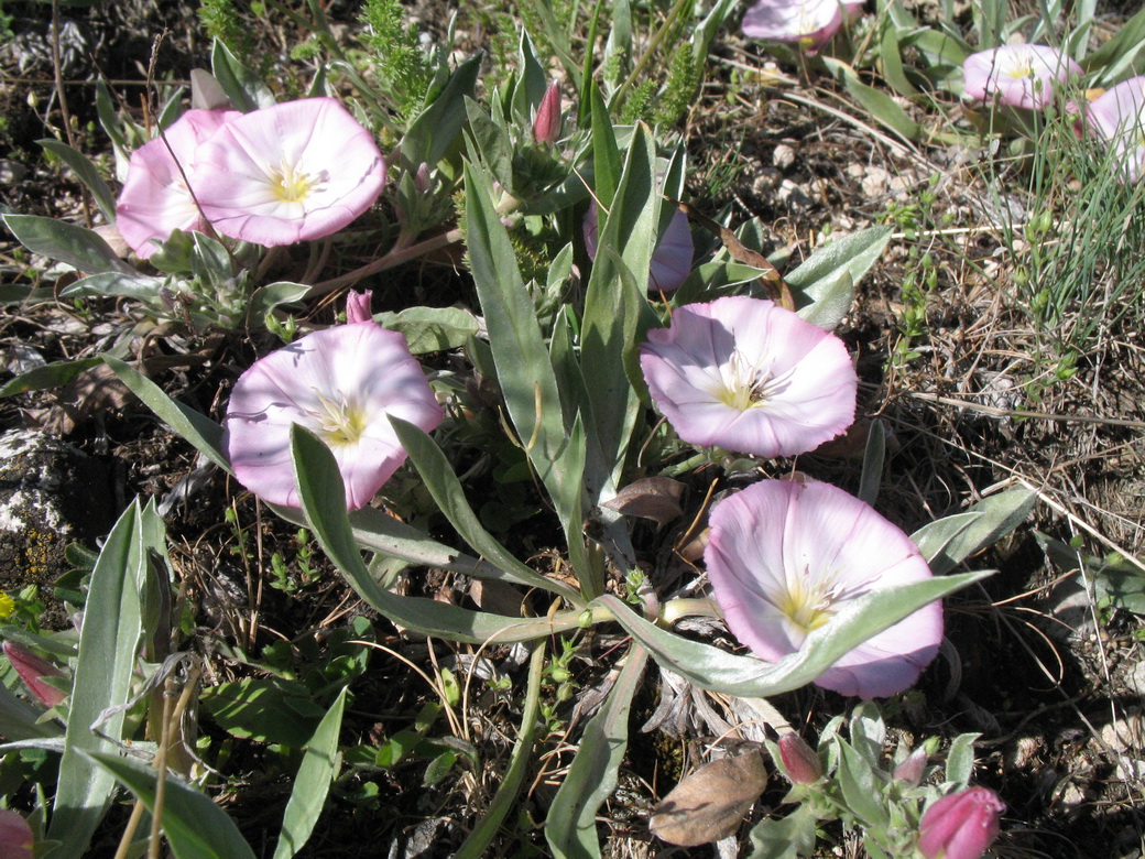 Изображение особи Convolvulus lineatus.