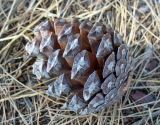 Pinus brutia. Опавшая раскрывшаяся шишка. Турция, пров. Анталья, р-н Кемер, окр. пос. Бельдиби, предгорья. 16.08.2014.