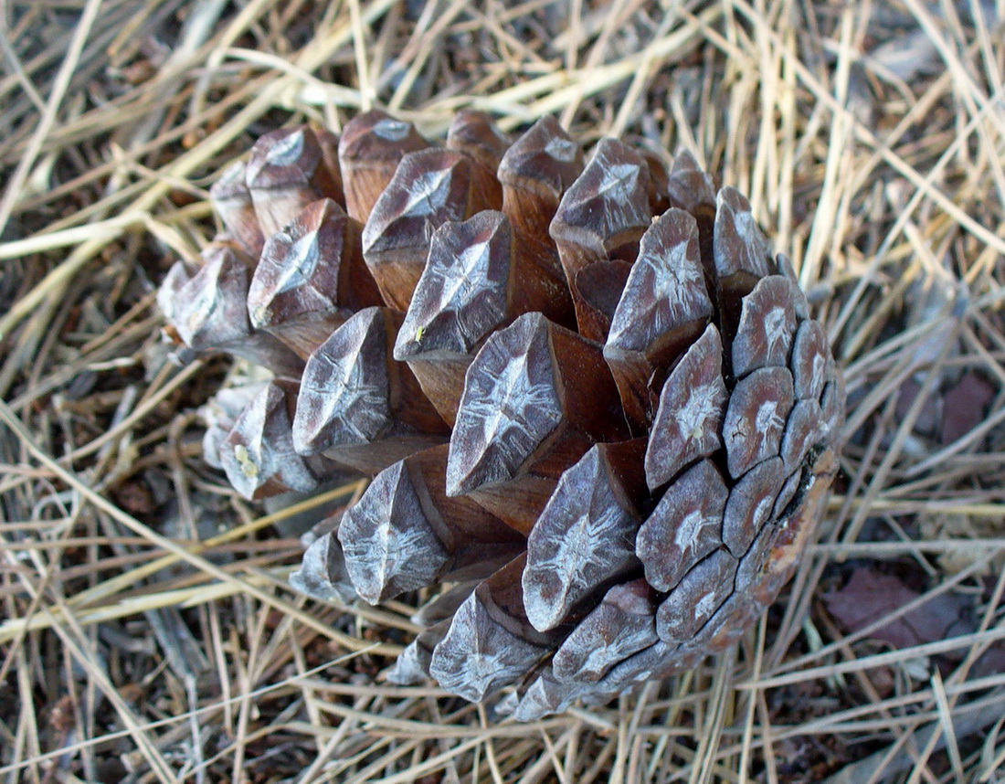 Image of Pinus brutia specimen.