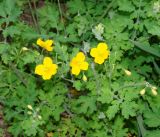 Chelidonium asiaticum. Верхушка растения с цветками и бутонами. Приморский край, окрестности г. Уссурийска. 18.05.2008.