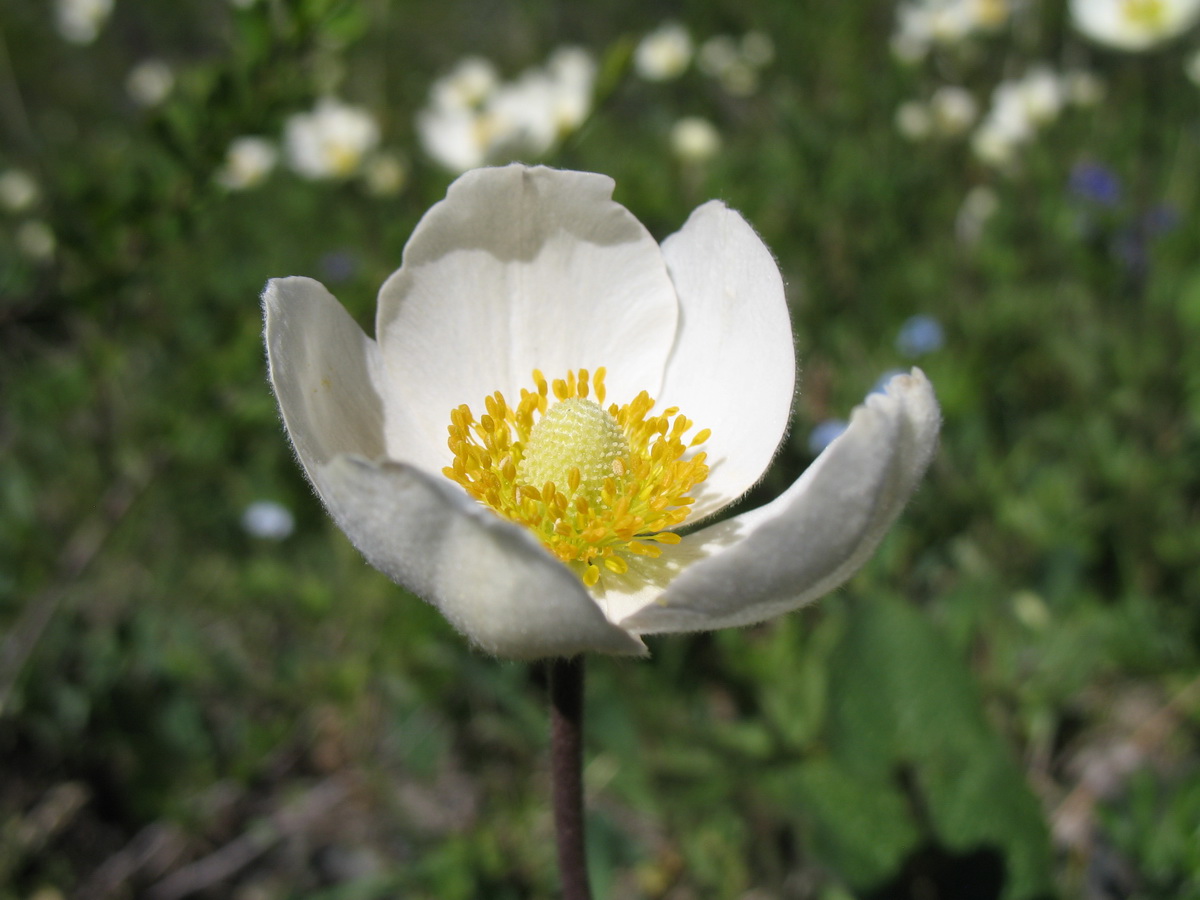 Изображение особи Anemone sylvestris.