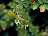 Berberis vulgaris. Верхушка ветви с незрелыми плодами. Карачаево-Черкесия, гора Шоана. 27.07.2014.