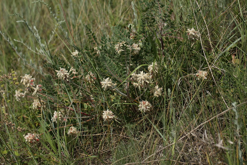 Изображение особи Astragalus dasyanthus.