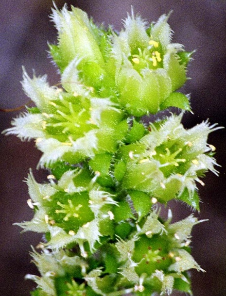 Image of Jovibarba globifera specimen.