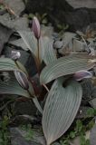 Tulipa regelii