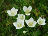 Parnassia palustris