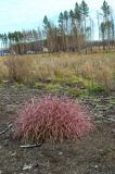 Corispermum declinatum
