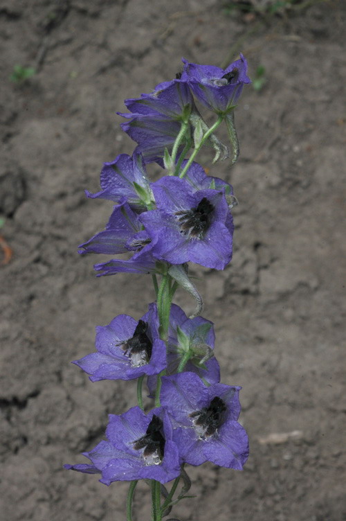 Изображение особи Delphinium iliense.