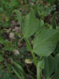 Vicia narbonensis