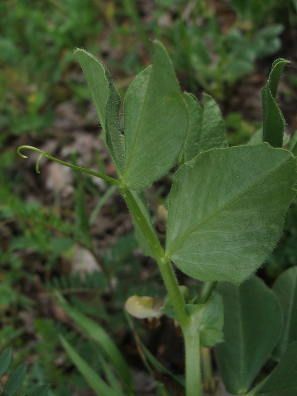 Изображение особи Vicia narbonensis.