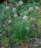 Allium nutans