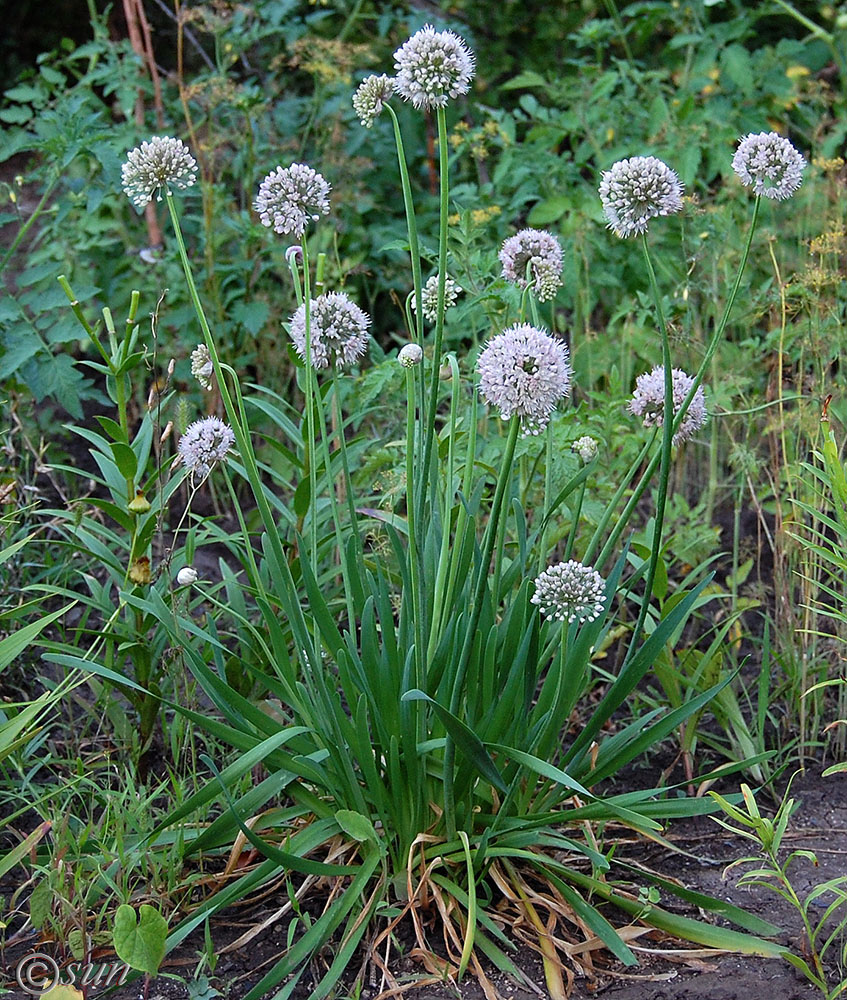 Изображение особи Allium nutans.