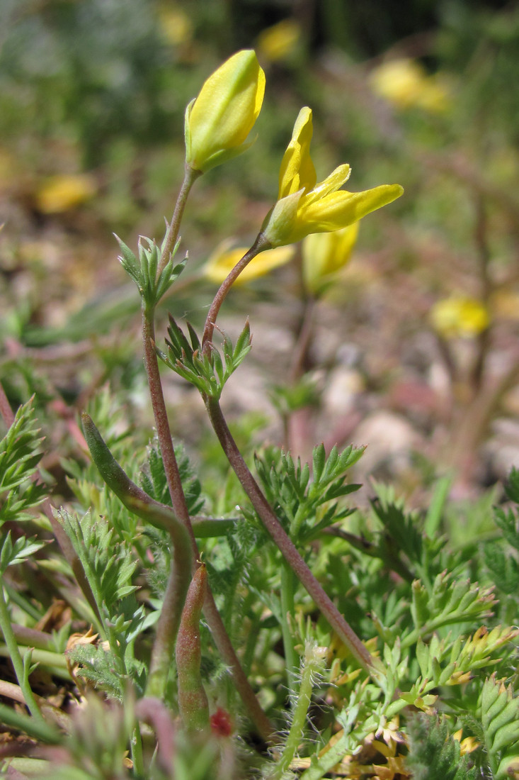 Изображение особи Hypecoum procumbens.