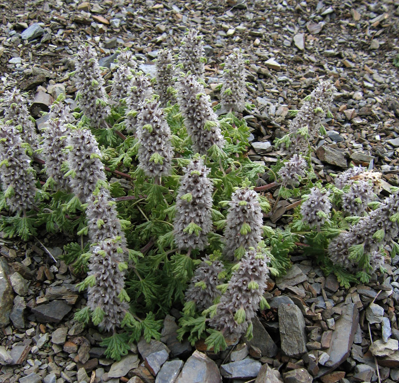 Image of Lagopsis marrubiastrum specimen.