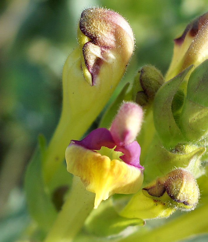 Изображение особи Scutellaria mesostegia.