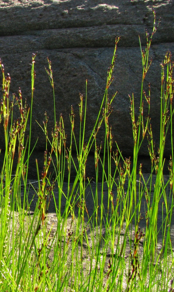 Image of Juncus gerardi specimen.