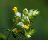 genus Rhinanthus. Верхушка с раскрывшимися и нераскрывшимися соцветиями. Московская обл., Раменский р-н, окр. ж.-д. платформы Хрипань, просека под ЛЭП. 29.06.2015.