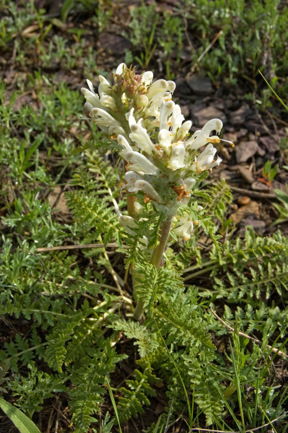 Изображение особи Pedicularis physocalyx.