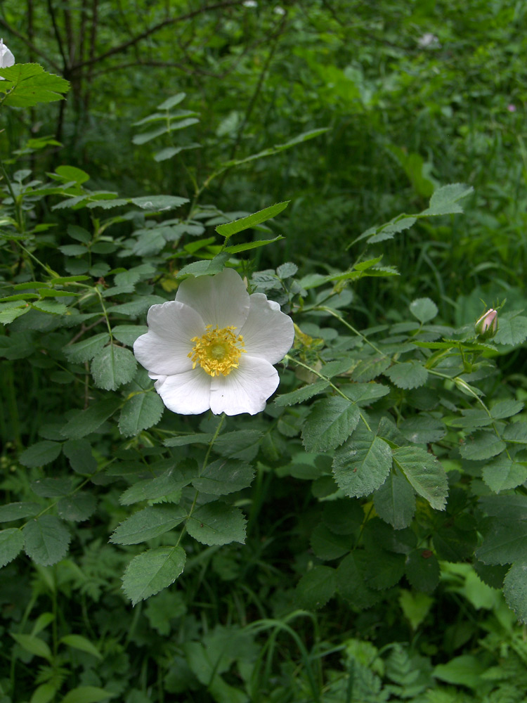 Изображение особи Rosa valentinae.