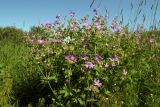 Geranium sylvaticum