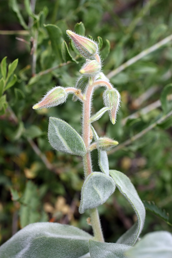 Изображение особи Trichodesma incanum.