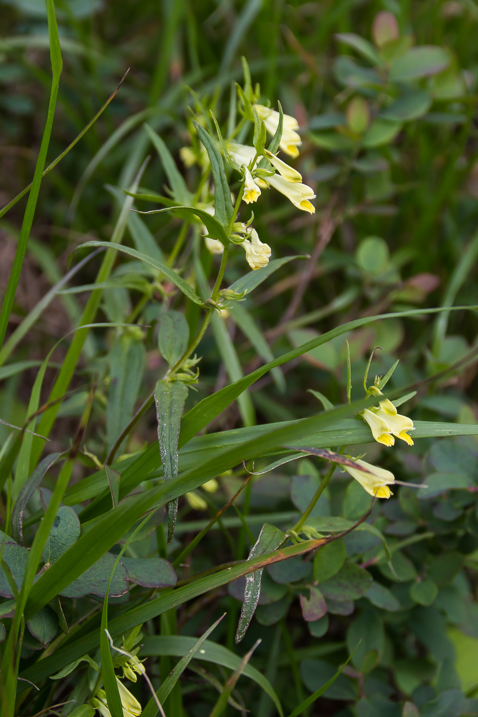 Изображение особи Melampyrum pratense.