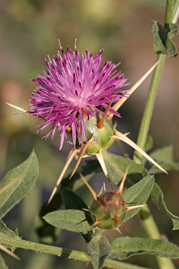 Image of Centaurea iberica specimen.