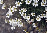 Minuartia circassica