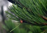 Pinus densiflora. Верхушка побега с молодой шишкой. Приморье, Хасанский р-н, полуостров Гамова, окр. мыса Гамова, луговой склон. 28.08.2015.