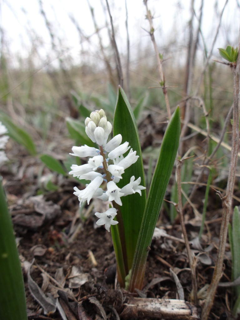 Изображение особи Hyacinthella leucophaea.