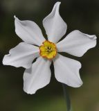 Narcissus poeticus