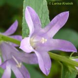 Campanula cephalotes. Побег с цветками. Приморский край, Уссурийский р-н. 17.08.2008.