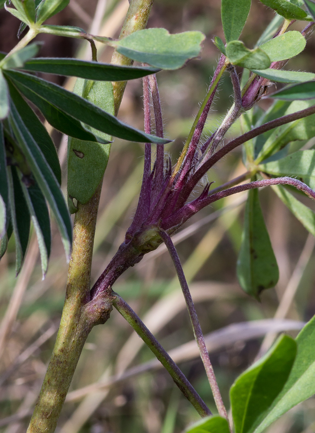 Image of Lupinus polyphyllus specimen.