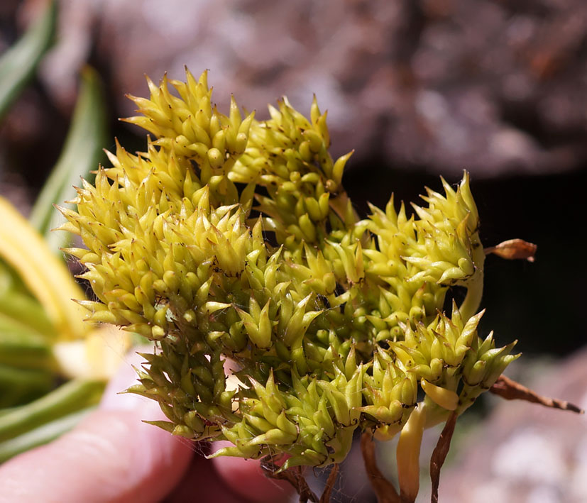 Image of Pseudosedum longidentatum specimen.