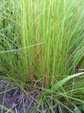 genus Festuca