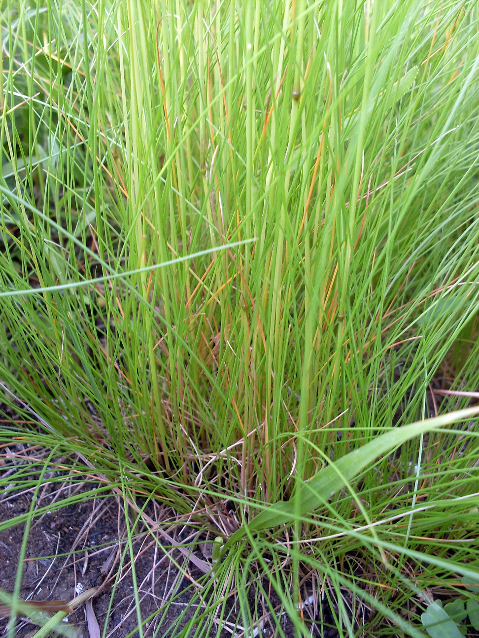 Image of genus Festuca specimen.