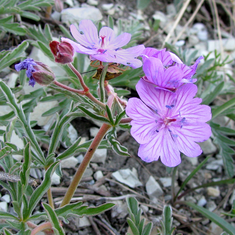 Изображение особи Geranium tuberosum.