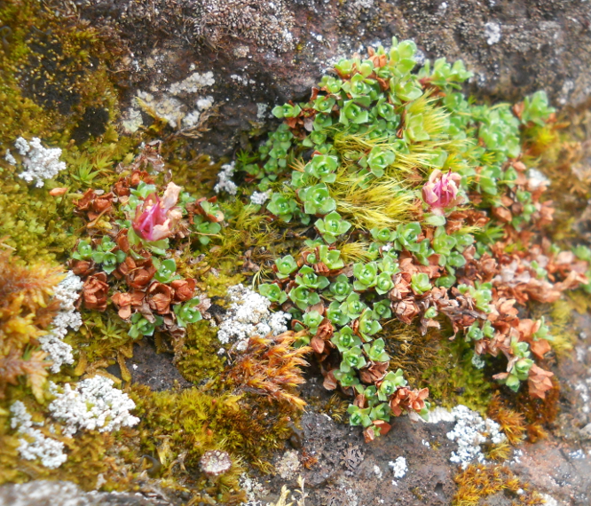 Image of Saxifraga asiatica specimen.