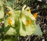 Eremostachys molucelloides