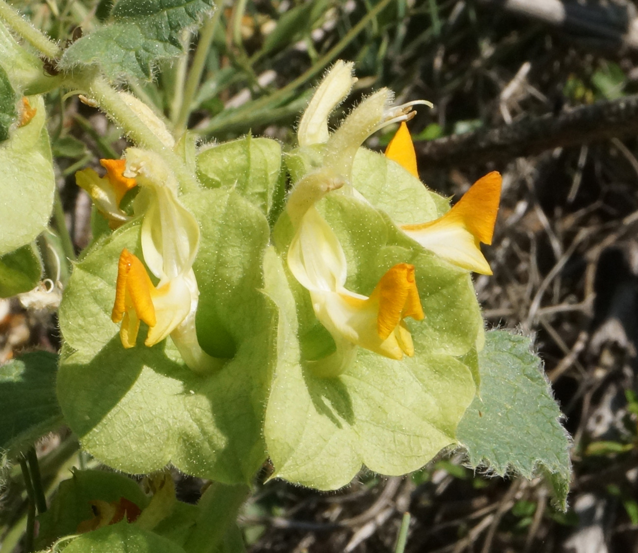 Изображение особи Eremostachys molucelloides.